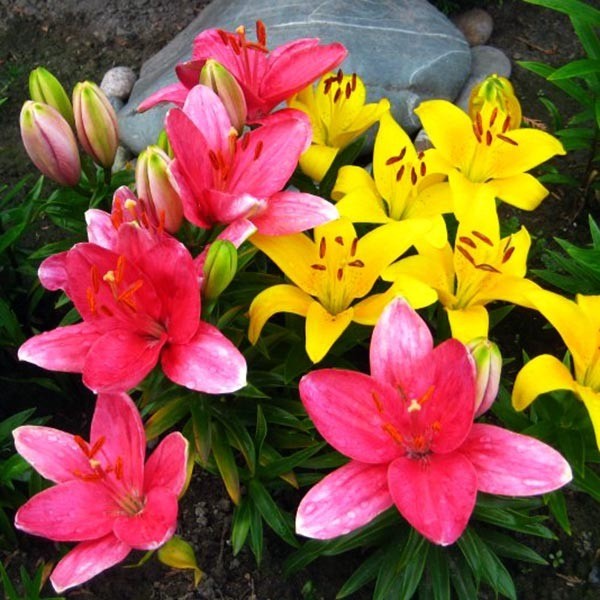  Лилия азиатская Tiny Toons (Тайни Тунс)