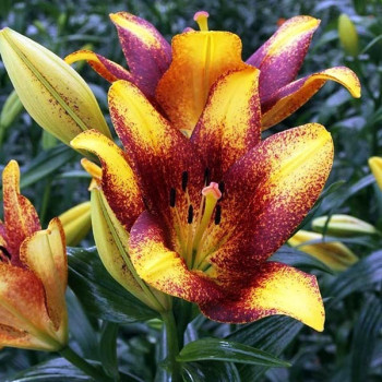  Лилия ЛА гибрид Sweet Valley (Свит Вэлли)