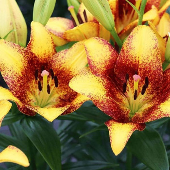  Лилия ЛА гибрид Sweet Valley (Свит Вэлли)