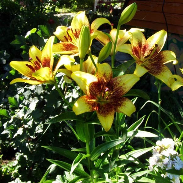  Лилия ЛА гибрид Sweet Valley (Свит Вэлли)