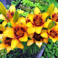  Лилия ЛА гибрид Sweet Valley (Свит Вэлли)