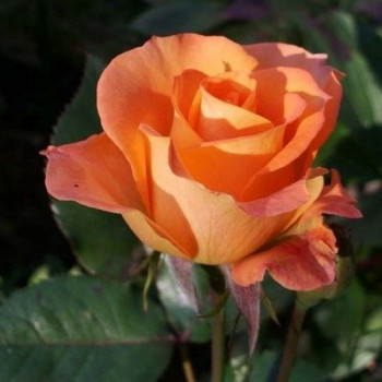 Саженцы Роза чайно-гибридная Парео