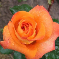 Саженцы Роза чайно-гибридная Парео